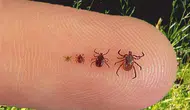 Keneler hangi hastalıklara sebep oluyor ? Kene virüsünün belirtileri neler ?
