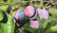 Damson eriği nedir? Sağlık açısından ne gibi faydaları vardır?