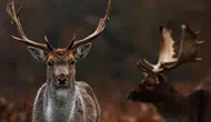 Colorado'daki eski nükleer silah tesisinde doğal yaşamın yeniden canlanması mümkün mü?
