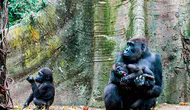 Ruanda'da dağ gorilleri nerede yaşıyor ?