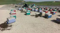 Yayla yolunda araç arızalandı , kovanlar yola saçıldı : Binlerce arı telef oldu