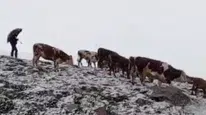 Ardahan'da haziran ayında aniden bastıran kar yaylacıları hazırlıksız yakaladı