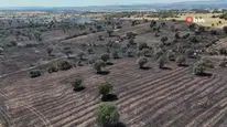 Uşak'ta tarım arazi yandı : 600 dekar ekili alan zarar gördü