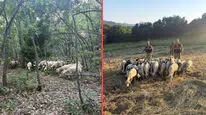 Tunceli'de kaybolan 32 hayvan, dron destekli arama çalışmasıyla bulundu