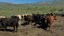 Bayburt Aydıntepe'de üreticiye 15 ithal angus düve