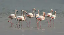 Tuz Gölü'nde son 5 yılın en yüksek flamingo yavrusu sayısına ulaşıldı