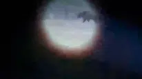 Seferihisar'da vatandaşı öldüren ayı etkisiz hale getirildi