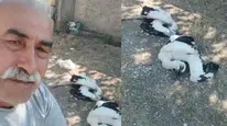Çankırı'da 2 leylek telef oldu, vatandaş gözyaşlarını tutamadı
