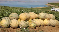 Kavun üreticisinin hasat heyecanı başladı ! Elazığ'da sezon beklentisi açıklandı