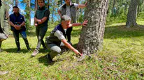 Ardahan'da doludan zarar gören sarıçam ormanlarında yenileme çalışması başlatıldı