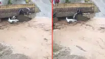 Nevşehir'de sel sularına kapılan araç köprü altında mahsur kaldı