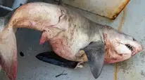 Saros Körfezi'nde balıkçı ağına 65 kiloluk kum kaplanı köpek balığı takıldı