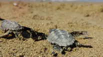 Kuşadası'nda koruma dışındaki yuvadan 59 caretta caretta yavrusu çıktı