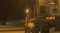 Sinop'ta merkeze ayı indi : Araçların arasında böyle görüntülendi