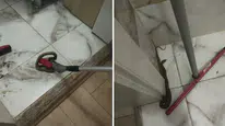 Hatay'da korkutan manzara : Yerleşim yerlerinde görülen yılanlar doğaya salındı
