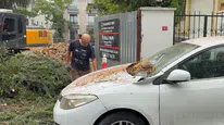Maltepe'de kesilen ağaç park halindeki iki aracın üzerine devrildi
