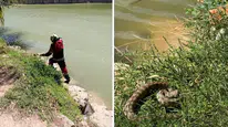 Reyhanlı’da göl kenarında yılan paniği : Ekipler harekete geçti