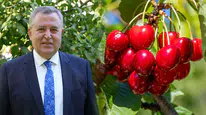 Nif Kirazı için coğrafi işaret süreci başladı