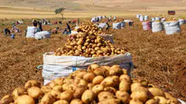 Patates fiyatları neden yükseldi? Sandıklı'da hasat başladı