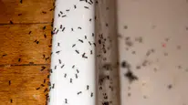 Evinizi karınca bastıysa bunu deneyin! Bu yiyecek koku izlerini tamamen siliyor