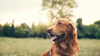 Köpeklerin insan mimiklerini anlama yeteneği neden bu kadar önemli?