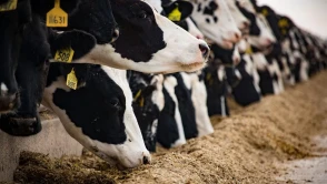 Tarım ve Orman Bakanlığı'ndan hayvan nakliyelerine yeni düzenleme getirildi