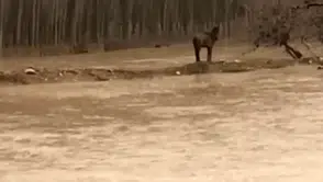 Mardin'de bir vatandaş selde mahsur kalan atını kurtardı