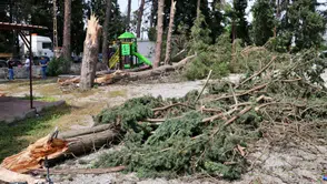 Karabük'te kestiği ağacın altında kalan işçi hayatını kaybetti