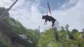 Rize’de dere yatağına düşen kurbanlık inek vinçle çıkarıldı