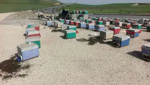 Yayla yolunda araç arızalandı , kovanlar yola saçıldı : Binlerce arı telef oldu
