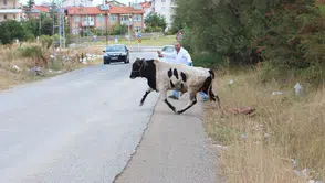 Elazığ’da sahibinin elinden kaçan dana mahalleyi birbirine kattı