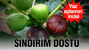 İncir meyvesinin sindirim sistemi üzerindeki mucizevi faydaları neler olabilir?