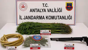 Alanya'da uyuşturucu operasyonu : 120 kök kenevir ele geçirildi