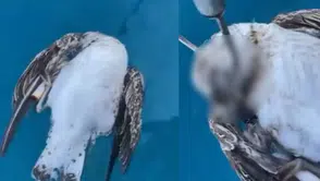 Antalya Alanya açıklarında martı telef oldu