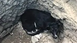 Karabük'te köpek kuyuya düştü : İtfaiye ekipleri kurtardı