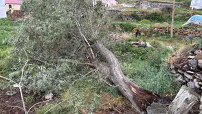 Ardahan'da şiddetli fırtına : Ağaçlar devrildi