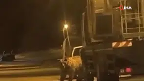 Sinop'ta merkeze ayı indi : Araçların arasında böyle görüntülendi