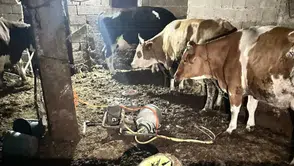 Nevşehir'de inek sağarken elektrik akıma kapılan kadın öldü