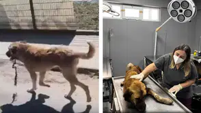 Yaralı köpeğe ekipler yetişti : Ağzındaki çengel çıkarıldı