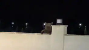 Bozayı avluyu mesken tuttu, vatandaş aracında mahsur kaldı