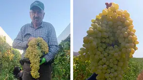 Manisa'da görenleri şaşırtan üzüm salkımı : Tam 5,5 kilo geldi