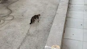 Manavgat'ta yağmur suyu giderine sıkışan yavru kedi itfaiye ekiplerince kurtarıldı