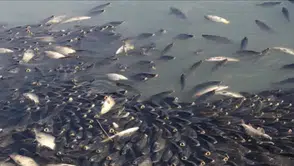 Kura Nehri'nde balık ölümleri şüphesi : Numuneler alındı, inceleme başladı