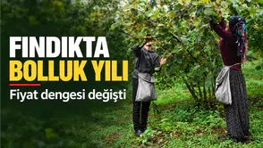 Karadeniz'de Kabuklu Fındık Rekoltesinin Artışı Fiyatları Nasıl Etkiledi ?