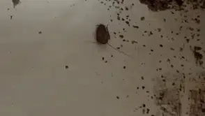 Hatay'daki Fırında Hamam Böceği ve Sigara Skandalı