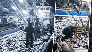 Karadeniz'de Palamut Bereketi: 3 Saatte 15 Bin Balık Avlandı