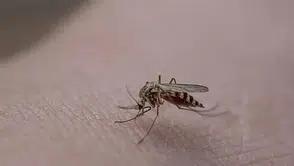 Pınar Deniz ve Kaan Yıldırım çifti nerede tanıştı? Aşkları nasıl başladı?