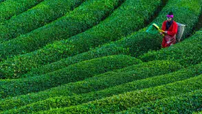 Kuru çay fiyatları 2026 yılında ne durumda ve marketlerde 1 kg çay kaç TL oldu?