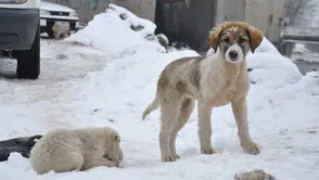 Diyarbakır’da taşların arasında mahsur kalan iki yavru köpek nasıl kurtarıldı ?