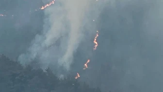 Balıkesir'de orman yangını